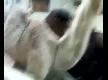 G�d�klanan deve g�rd�n�z m�?
