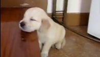 Köpek Kafayı Koymuş Uyuyor