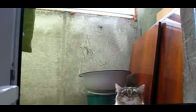 Bu kedi inan�lmaz!koptum..:))