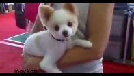 D�nyan�n en �irin k�pe�i