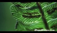 Et Yiyen T�rt�l