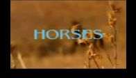 horses