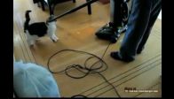 Keyfine d��k�n kedi