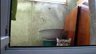Oskar �d�l� bu kediye verilmeli