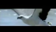 Kartal y�lan� b�yle par�alad�