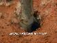 kar�nca yuvas�na beton d�k�l�rse