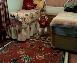 kolbast� hopdek samet