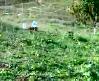 safir t14 , sars�lmaz baba ,akkar pompal� ,�iftsan