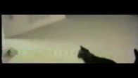 kedi k�pe�i d�v�yor