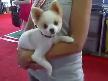 bu köpeğin tipine bakın