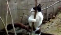 kedi striptiz yapiyor