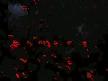 s�per bi video 
