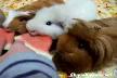 karpuz yiyen �irin hamsterlar