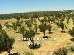g�lnar bah�em ve g�lnar resimleri (mersin g�lnar �