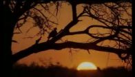 Afrika; En vah�i 12 y�rt�c�