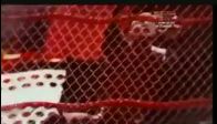 Hell In A Cell 2009