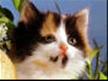 flim