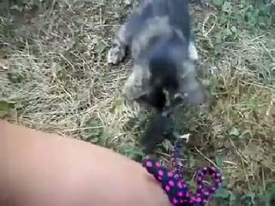 K�z�n bikinisini a�an kedi