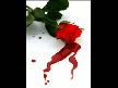 bahad�r aydogan