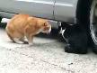 kedilerin ilgin� ileti�imi:)