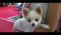 D�nyan�n En Tatl� K�pe�i