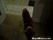 geri vitese takan köpek