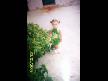�layda ve Bora Damgal�